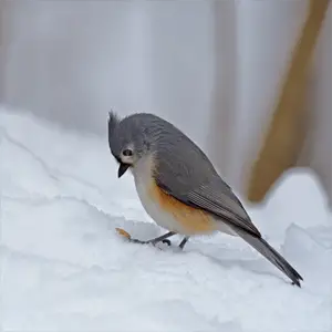 tufted titmouse perched on some snow tufted titmouse