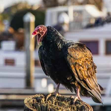 turkey vulture turkey vulture