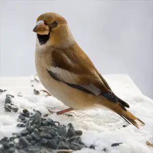 two barred crossbill standing in the snow two barred crossbill
