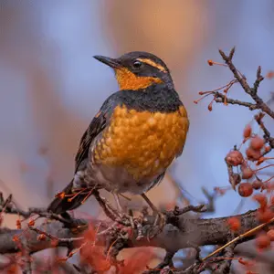 varied thrush hopping on tree branches varied thrush
