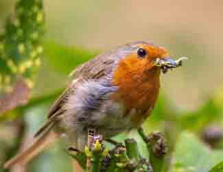 robin with food in it's mouth what not to feed a robin