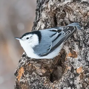 white-breasted nuthatch on a pine tree white brested nuthatch