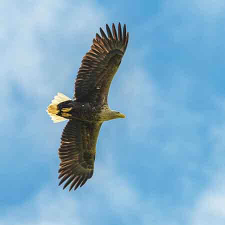 white tailed eagle white tailed eagle