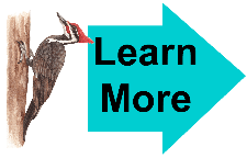 Learn More Woodpecker 1