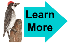 Learn More Woodpecker 2 Learn More Woodpecker 2