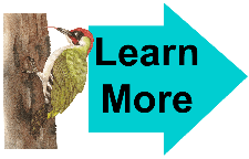 Learn More Woodpecker 3 Learn More Woodpecker 3
