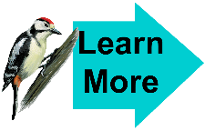 Learn More Woodpecker 4 Learn More Woodpecker 4