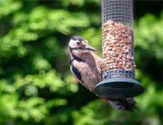 woodpecker at feeder woodpecker-nesting-and-feeding-habits