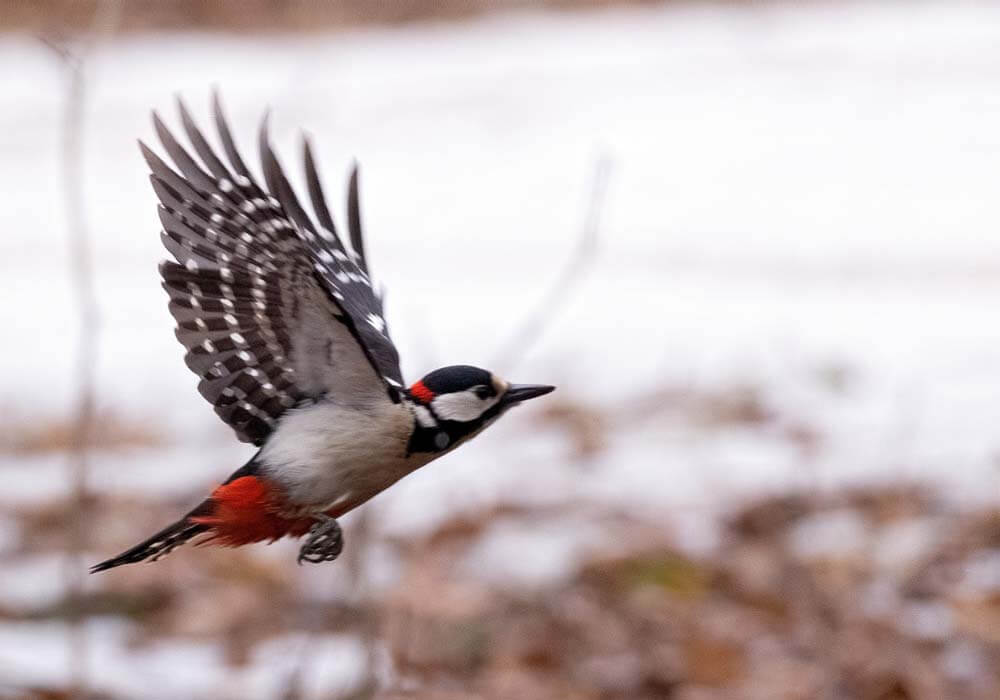 woodpecker flying away how to get rid of woodpeckers naturally