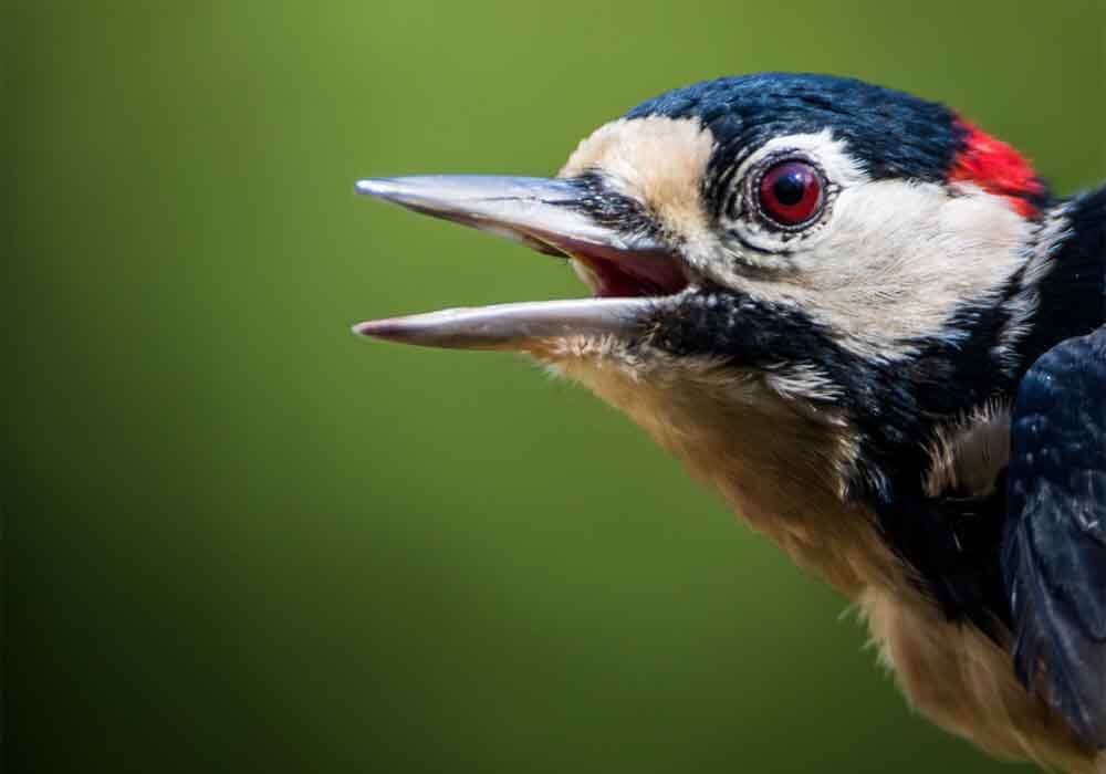 Closeup picture of a woodpecker do woodpeckers migrate