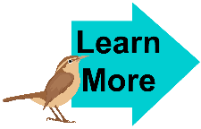Learn More Wren 4