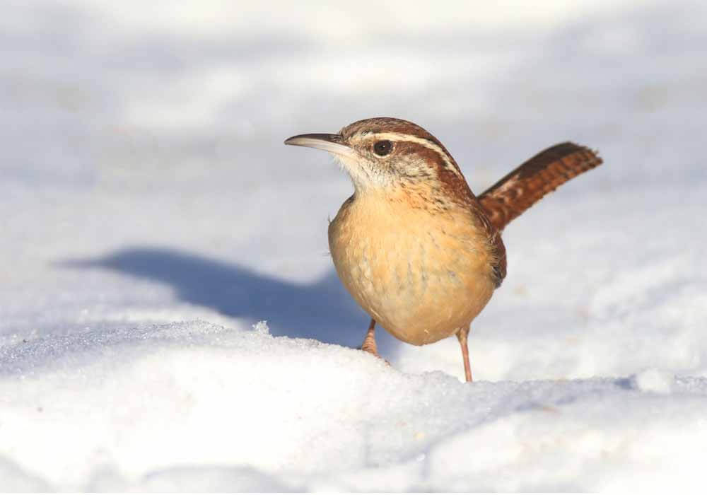 Do Wrens Migrate In Winter? When, And Where To?