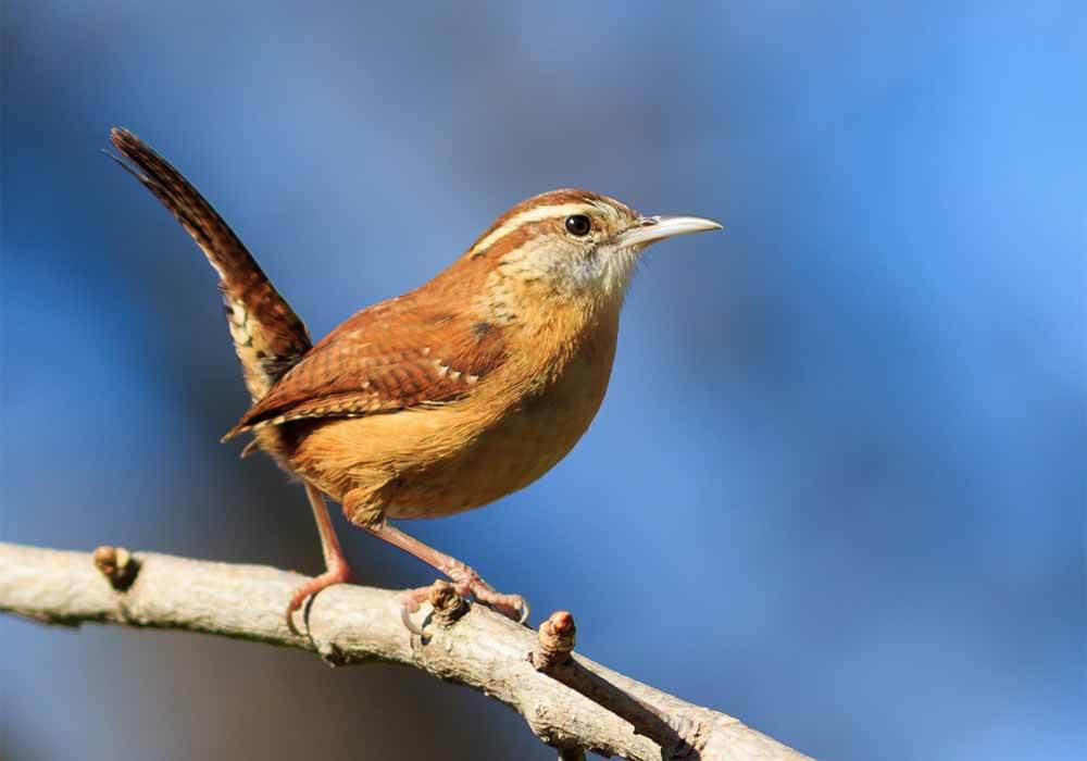 Can Birds Crossbreed? Is It Even Possible?
