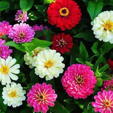 zinnias in a garden zinnias