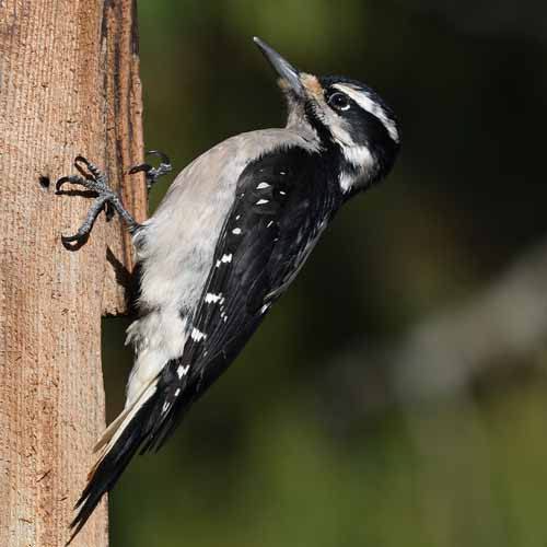 Picture of a Downy Woodpecker downy woodpecker