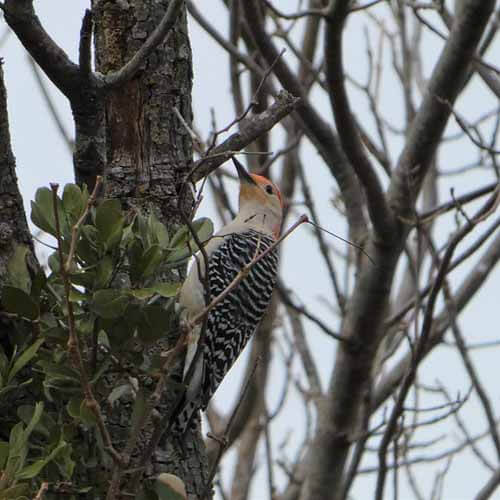 Picture of a Gold-fronted Woodpecker gold fronted woodpecker