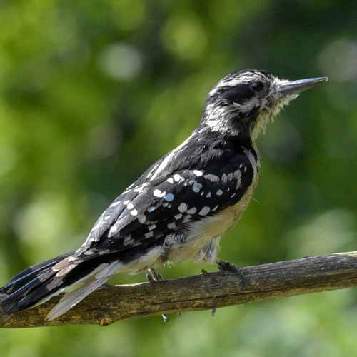 Closeup of a Hairy Woodpecker hairy woodpecker