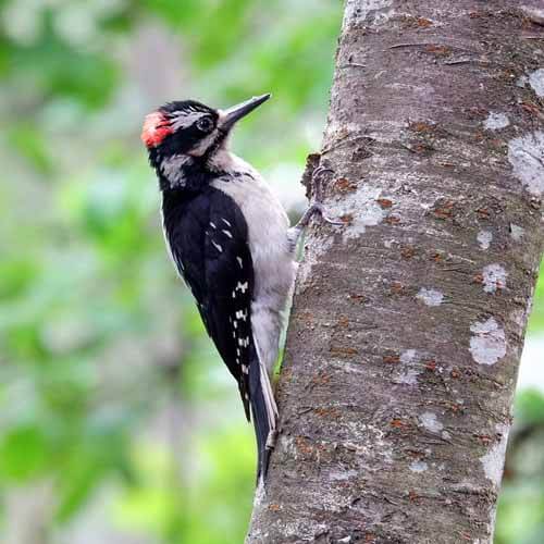 Picture of a Ladder Backed Woodpecker ladderbacked woodpecker