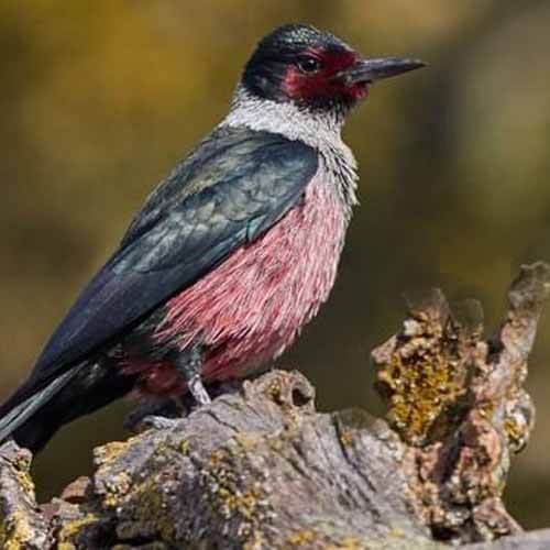 Closeup of a Louis's Woodpecker lewis woodpecker