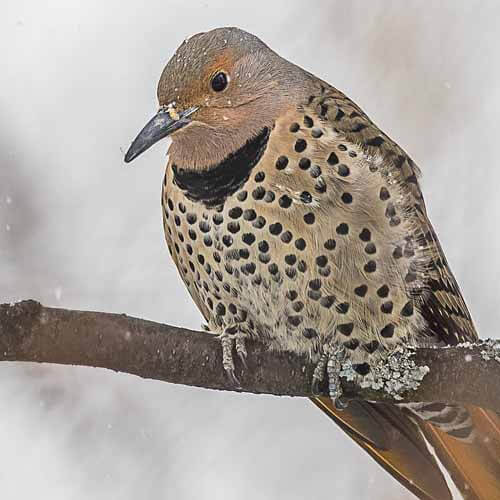 Closeup of a Northern Flicker woodpecker northern flicker woodpecker