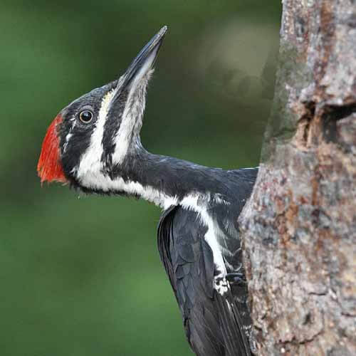 Picture of a Pileated Woodpecker pileated woodpecker