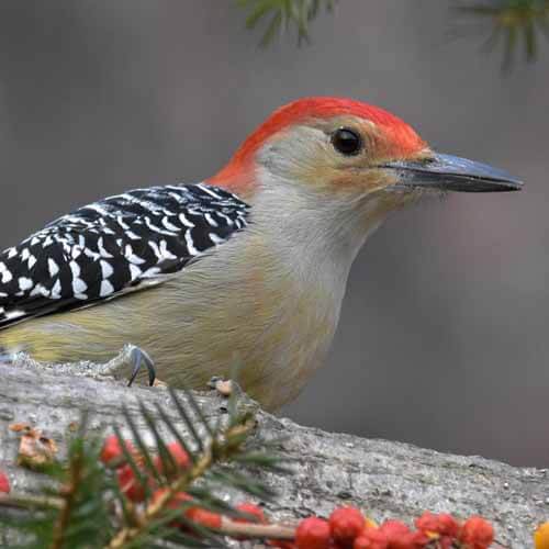 Closeup of a Red-Bellied Sapsucker woodpecker red bellied woodpecker