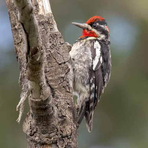 Closeup of a Red Naped Sapsucker woodpecker red naped sap sucker