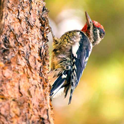 Closeup of a Yellow Belly Sapsucker woodpecker yellow bellied sapsucker